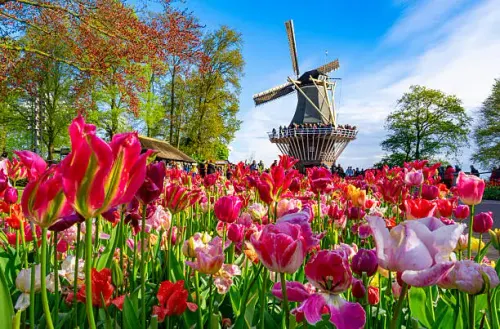 Les Tulipes - le moulin